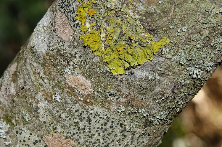 Quercus coccifera L. /  Quercia spinosa